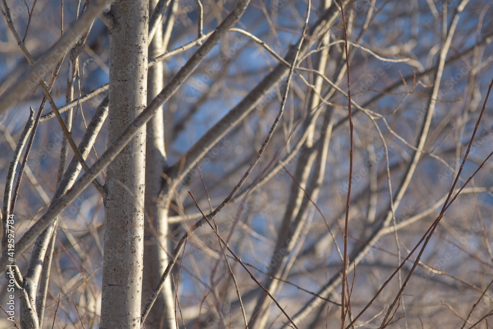 Fototapeta premium tree branches