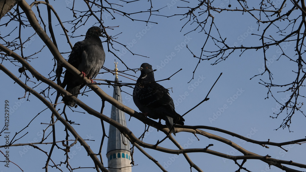 Two pigeons sit on a tree branch against the blue sky with bokeh minaret background. Two pigeons sit on a tree branch against the blue sky with bokeh minaret background.