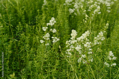 Closeup Galium boreale known as northern bedstraw with blurred background in summer garden