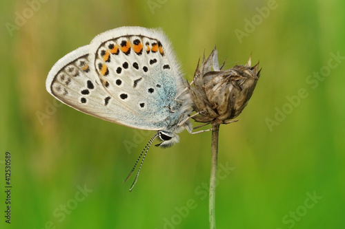 A closeup of the Silver-studded blue, Plebejus argus with closed wings on a green background photo