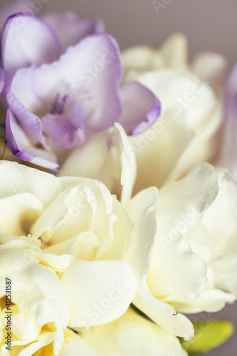 Bouquet of white and lilac freesias. Close up view on a spring flower.