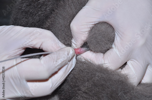 a veterinarian performs catheterization of the bladder of a cat with urolithiasis