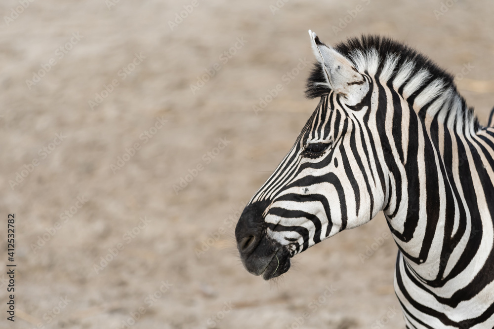Naklejka premium Black White zebra head and neck portrait.