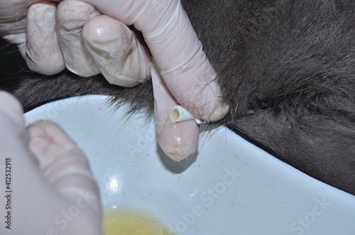 a veterinarian performs catheterization of the bladder of a cat with urolithiasis