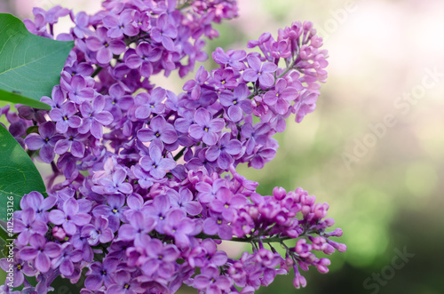 Lilac flowers blooming in the spring garden. Lilac trees blossoms against blurred background  space for text.