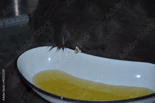 a veterinarian performs catheterization of the bladder of a cat with urolithiasis