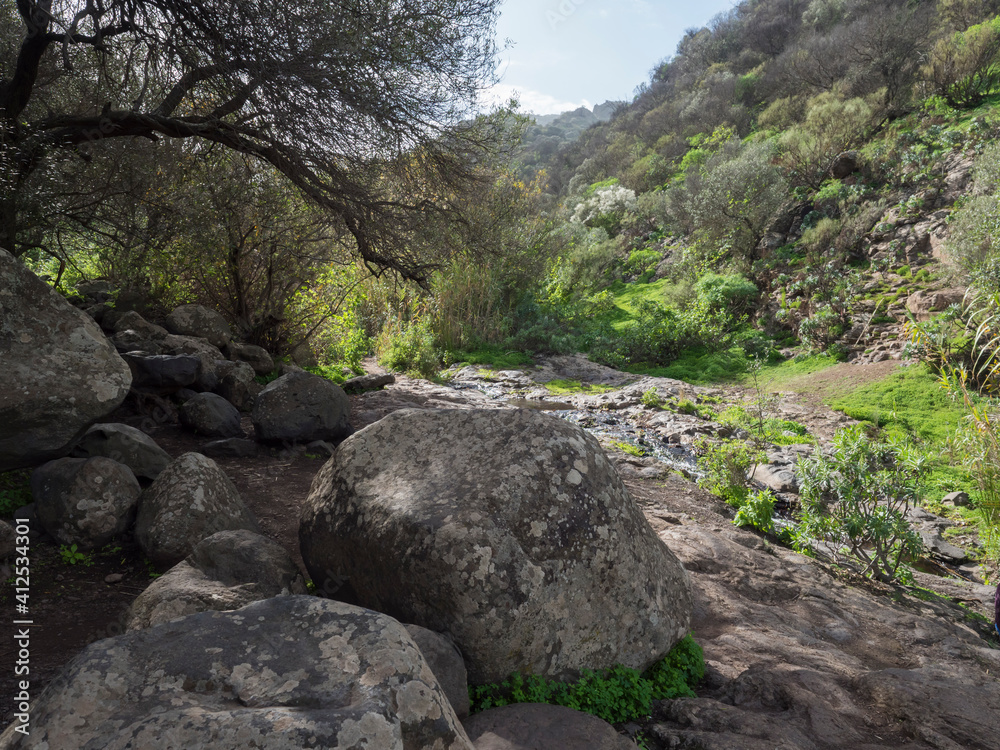 Footpath through Lush landscape of Barranco de los Cernicalos along small water stream. Gran Canaria, Canary Islands, Spain