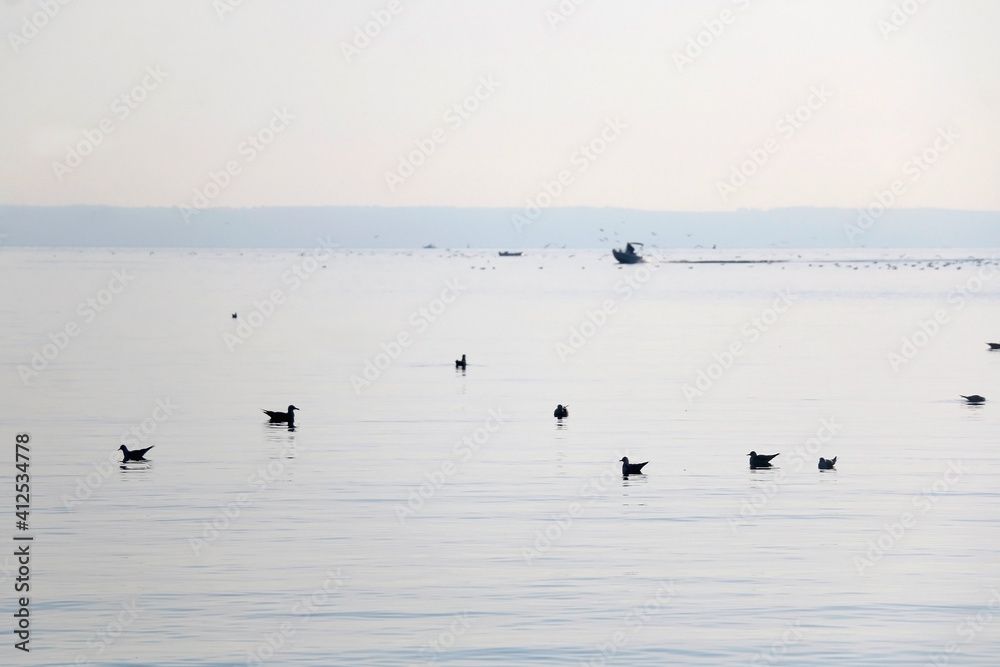 Seagulls at the sea. Picturesque landscape in Split, Croatia. Seagulls at the sea. Picturesque landscape in Split, Croatia.