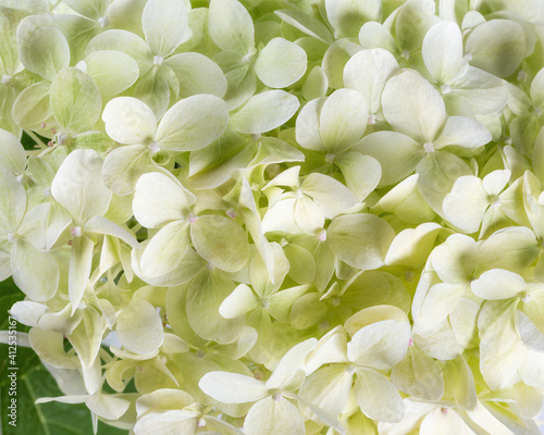 White hydrangea flower close-up. Hydrangea arborescens. Floral background.