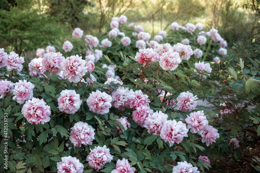 Lush bloom of pink peonies in the spring garden. Lush bloom of pink peonies in the spring garden.