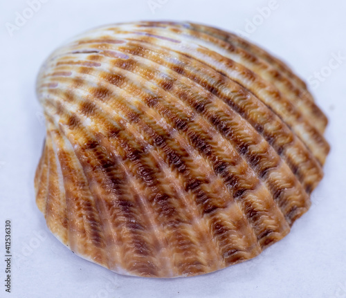 sea ​​shells, close- macro, shell, sea, nature, oyster, mollusk, closeup, marine, background, close-up, color, isolated, textured, beach, shellfish, water, jewel, pearl, abstup, macro, oyster shells.