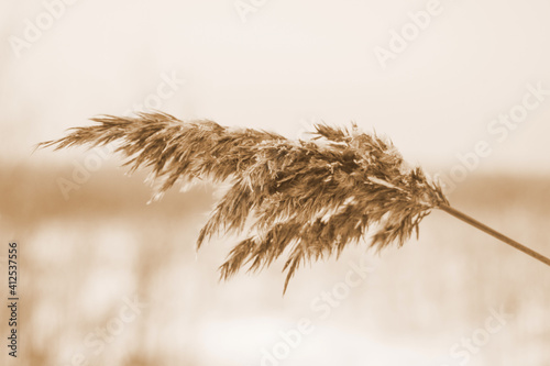 Dry beige reed. Golden grass sways in the wind in the sun in winter. Beautiful abstract nature trend background. Minimal concept. Closeup