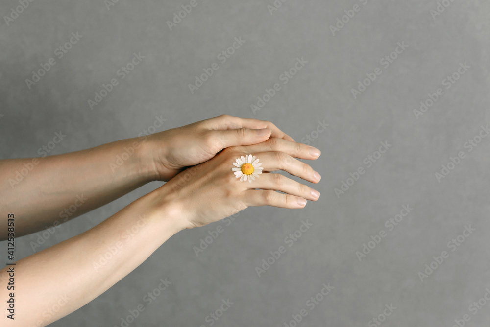 Woman's hand with a camomile isolated on the grey background. Care for skin hands. Woman's hand with a camomile isolated on the grey background. Care for skin hands.