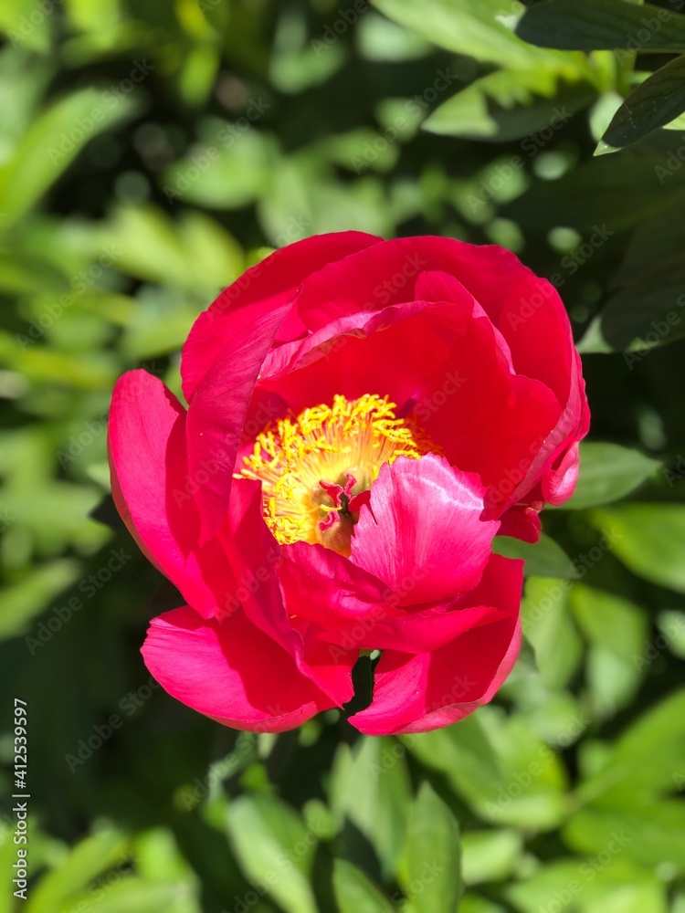 flor, rojo, tulipa, naturaleza, primavera, verde, rosa, flor, huerta, rosa, florecer, fábrica, verano, florecer, amarilla, flora, macro, brillante, hermoso, tulipa, beldad, amapola, pétalo, floral