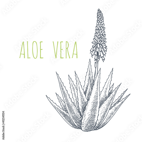 Aloe vera. Medicinal and cosmetic plant. Hand drawn vector illustration in sketch style.