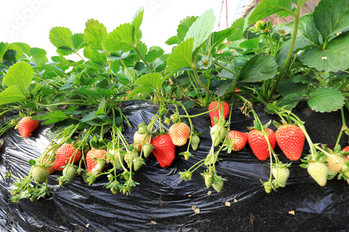 Lush growth of strawberry plants in the greenhouse, North China