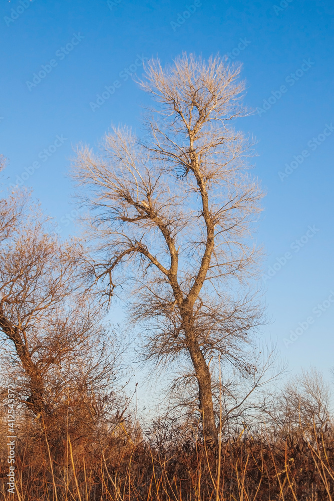 A leafless tree against a blue sky. Autumn landscape A leafless tree against a blue sky. Autumn landscape