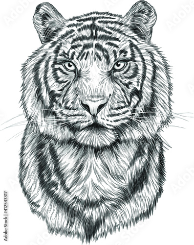 tiger head black white sketch portrait drawing vector illustration