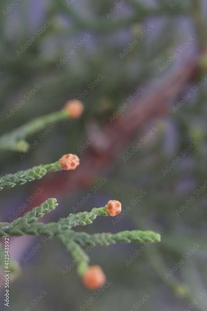 pine maple leaves and small round berries. macro photo. for New Year's and nature narratives.
pine maple leaves and small round berries. macro photo. for New Year's and nature narratives.