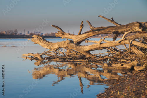 Several fallen tree trunks lie on the bank and in the water of the river