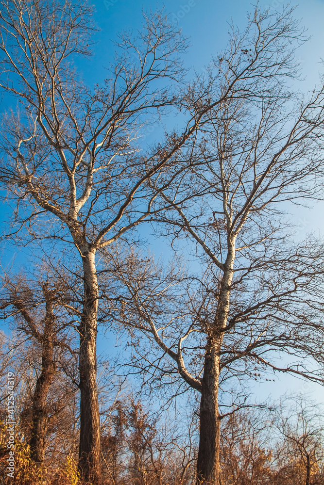 White tree trunks with leafless branches against a blue sky White tree trunks with leafless branches against a blue sky