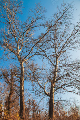 White tree trunks with leafless branches against a blue sky