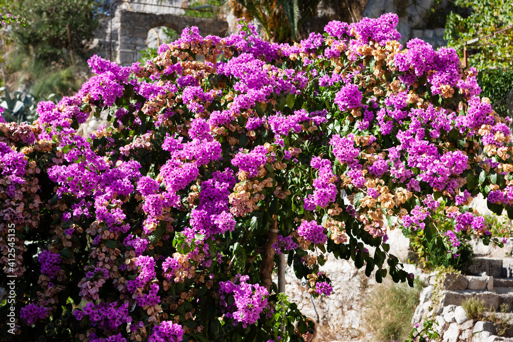 Bougainvillea blooms in the narrow streets of the Mediterranean riviera.