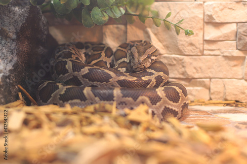 giant python snake resting in the terarium photo
