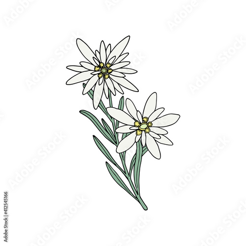 Edelweiss flower. Mountain plant. Hand drawn vector illustration in sketch style.