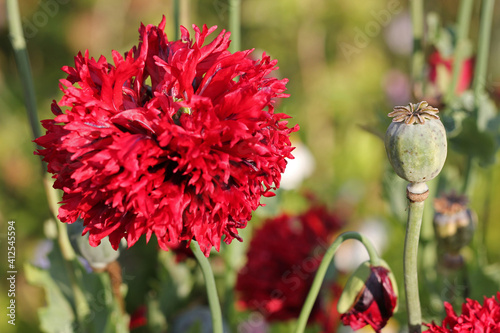 Poppy Flower, Double Poppy photo