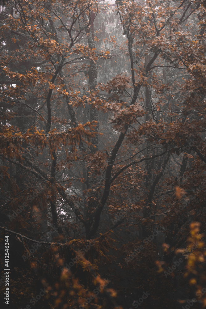 Foggy Black Forest with Shallow Depth Of Field Foggy Black Forest with Shallow Depth Of Field