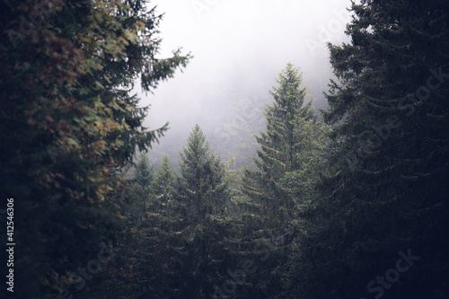 Foggy Black Forest with Shallow Depth Of Field