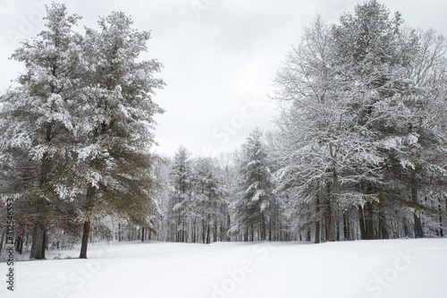 A snowy landscape in the country with snow covered trees. © Lisa Carter