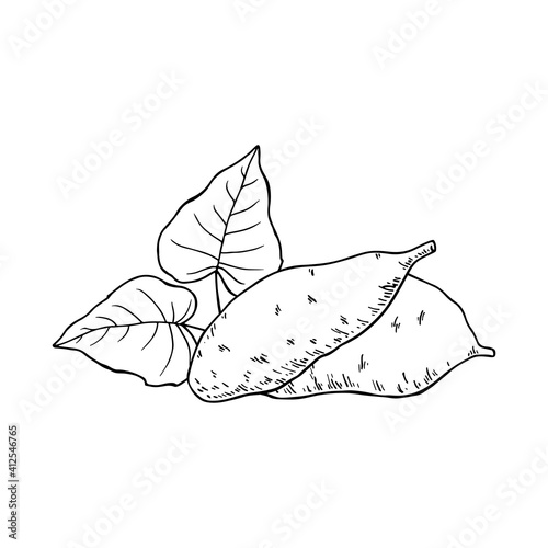 Sweet Potato tubers. Whole potatoes. Hand drawn vector illustration.