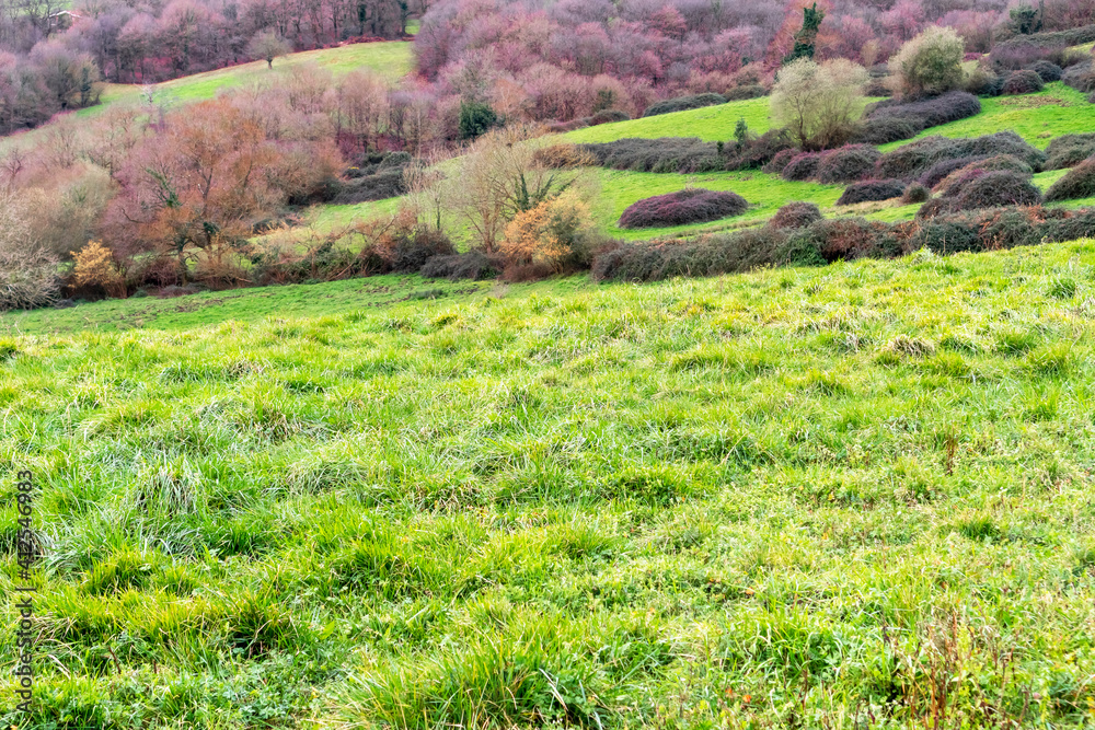 Autumn pasture on a hill with green grass and autumn foliage of trees and bushes Autumn pasture on a hill with green grass and autumn foliage of trees and bushes