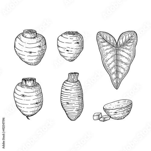 Taro root, leaf and slices. Colocasia esculenta. Hand drawn vector illustration. Sketch style.