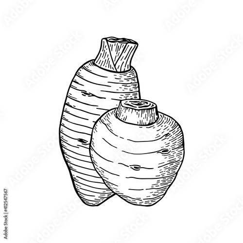 Taro root. Colocasia esculenta. Hand drawn vector illustration. Sketch style.