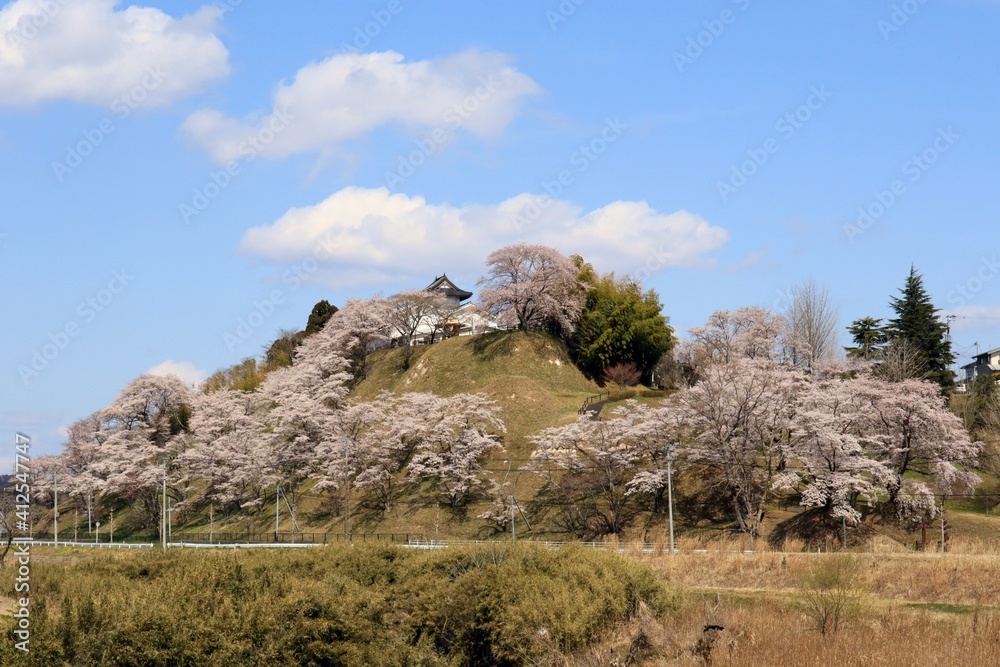 大衡城跡公園の桜の風景　（宮城県大衡村）
