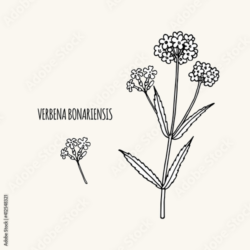 Verbena bonariensis (purpletop, Argentinian vervain). Hand drawn vector illustration. photo