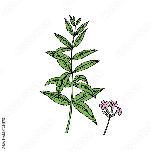 Verbena bonariensis (purpletop, Argentinian vervain). Hand drawn vector illustration.