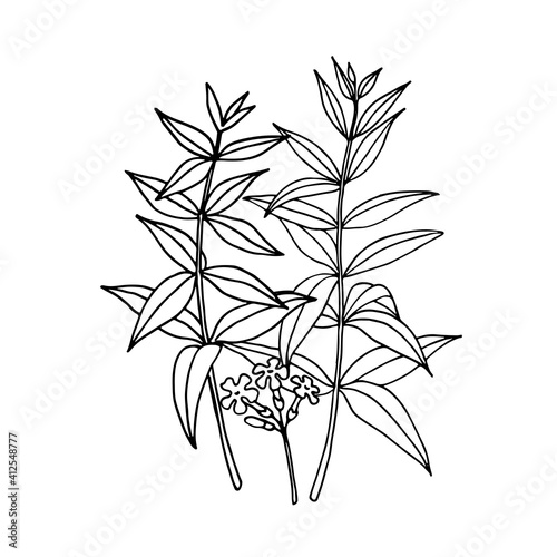 Verbena bonariensis (purpletop, Argentinian vervain). Hand drawn vector illustration.