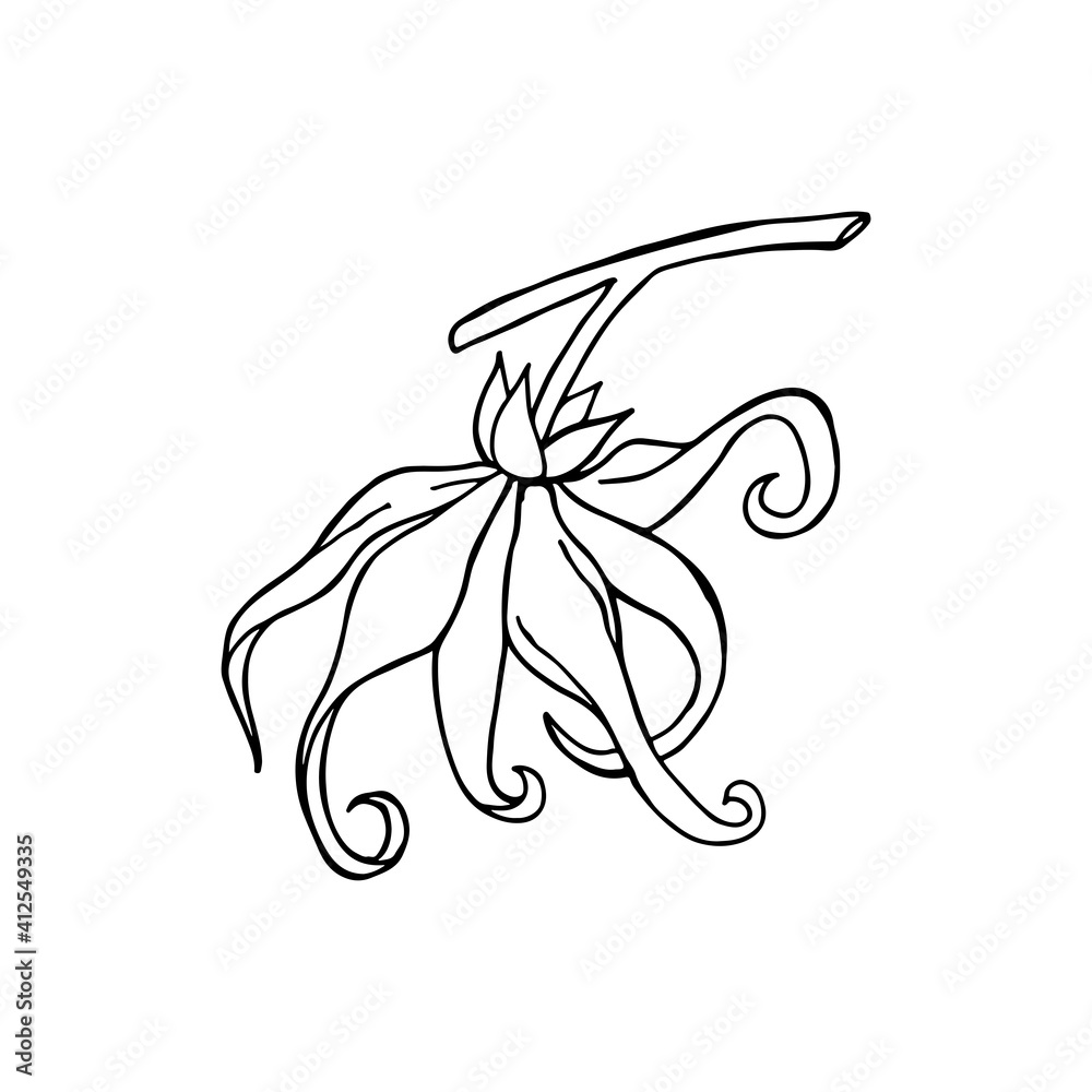Ylang ylang flower. Hand drawn outline. Vector illustration. Ylang ylang flower. Hand drawn outline. Vector illustration.