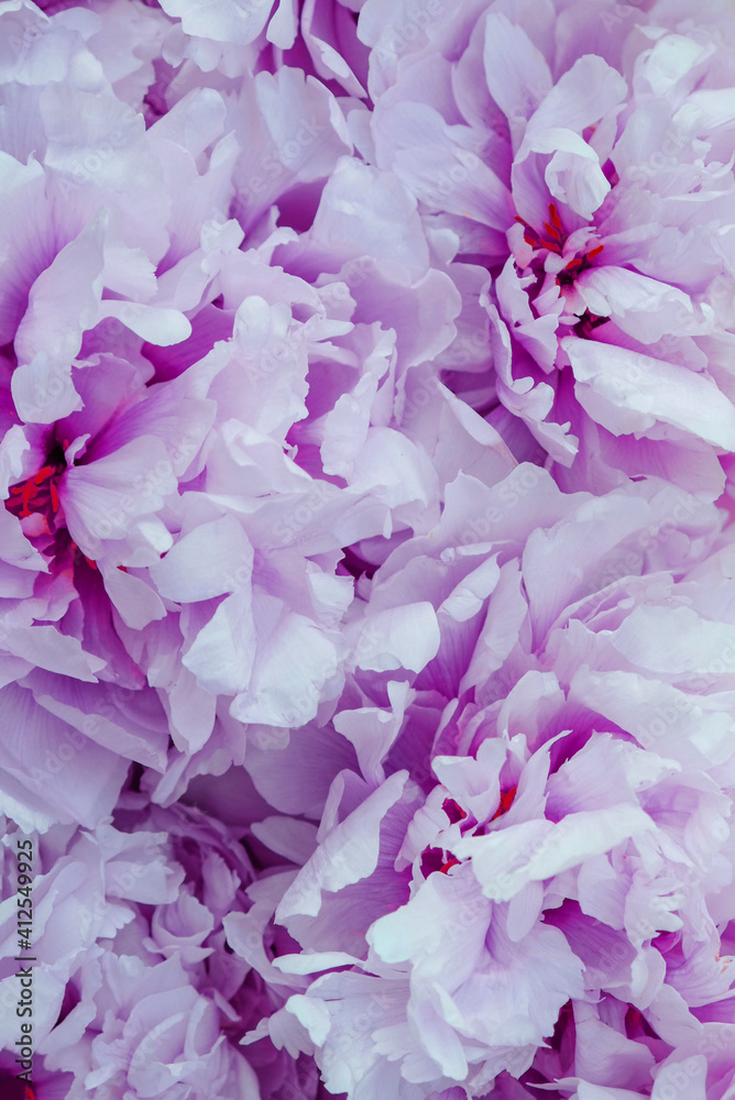 Heap of fresh beautiful pastel pink peony flowers in full bloom, close up, top view. Flowery summer texture for background. Spring blossoms. Heap of fresh beautiful pastel pink peony flowers in full bloom, close up, top view. Flowery summer texture for background. Spring blossoms.