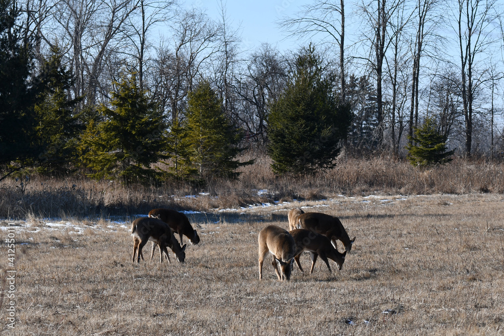 Spring scene of a herd of White-tailed deer in hay field Spring scene of a herd of White-tailed deer in hay field