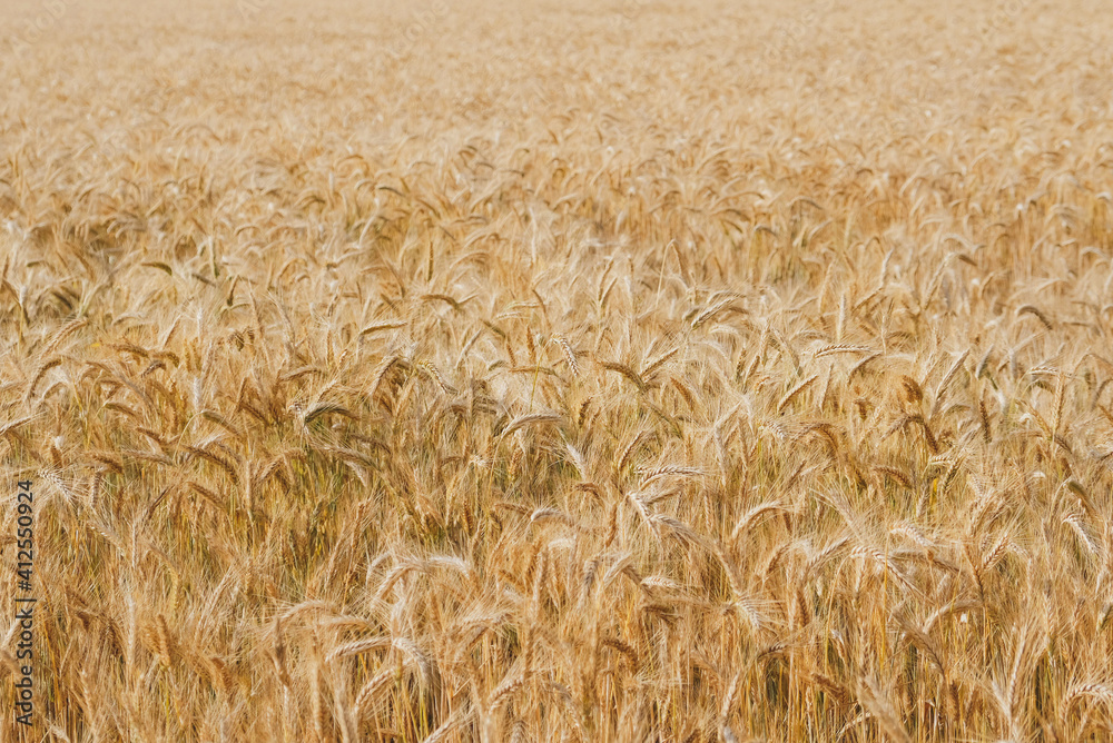 Rye field in a hot summer day, close up. Space for text. Natural summery background. Rye field in a hot summer day, close up. Space for text. Natural summery background.