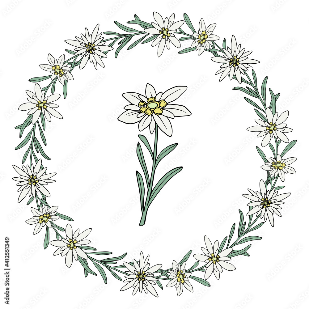 Edelweiss flower. Floral wreath. Mountain plant. Hand drawn vector illustration in sketch style.