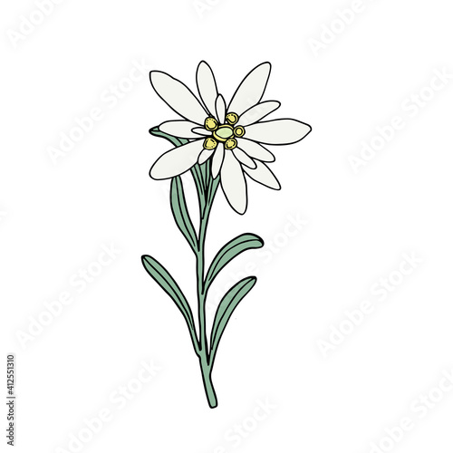 Edelweiss flower. Mountain plant. Hand drawn vector illustration in sketch style.