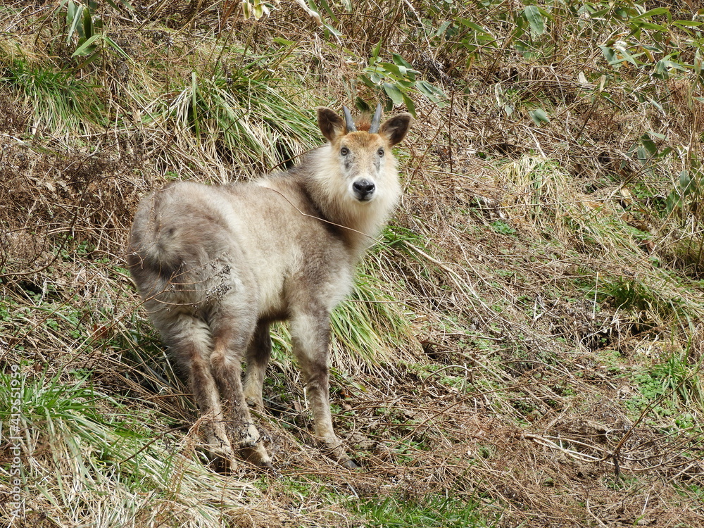Fototapeta premium ニホンカモシカ・２月・秋田市