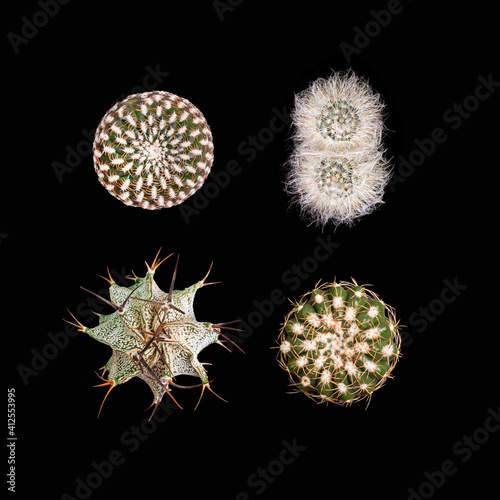 Various cacti isolated on black