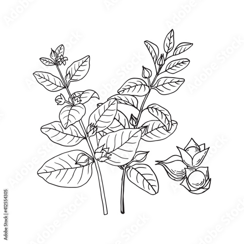 Ashwagandha (Withania somnifera). Ayurvedic healing plant. Hand drawn vector illustration in sketch style.
